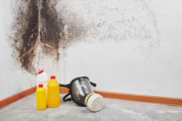 Best Mold Remediation  in Carrboro, NC