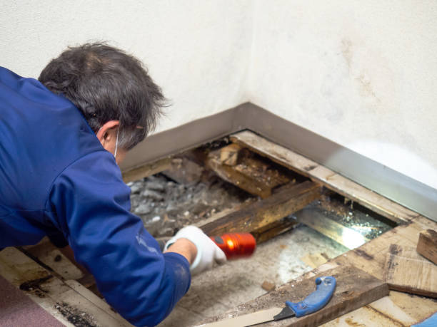 Best Local Mold Removal Service  in Carrboro, NC