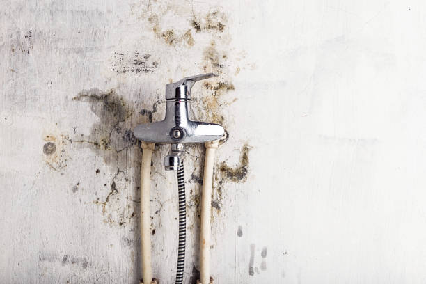 Trusted Carrboro, NC Mold Removal Experts