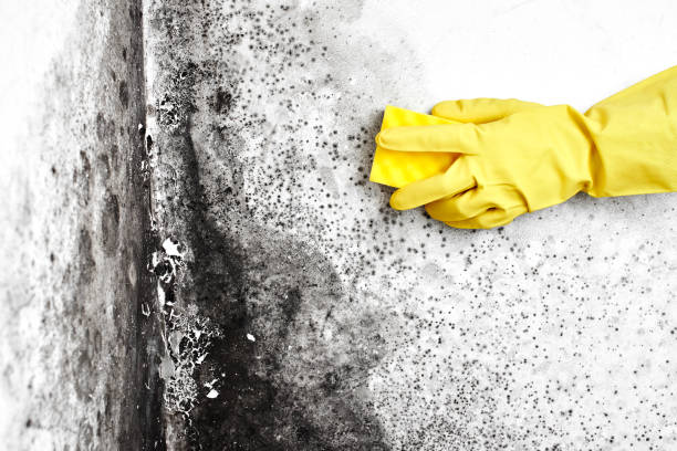 Best Local Mold Removal Service  in Carrboro, NC