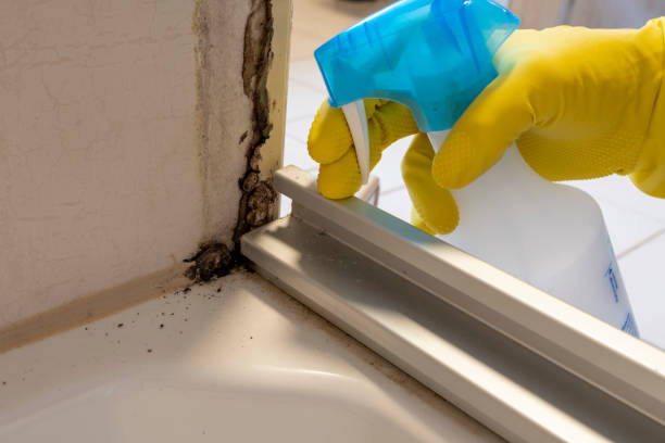 Best Mold Testing  in Carrboro, NC