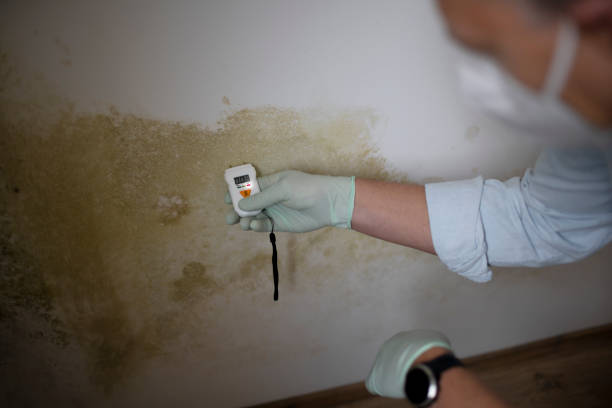 Best Mold Removal Near Me  in Carrboro, NC