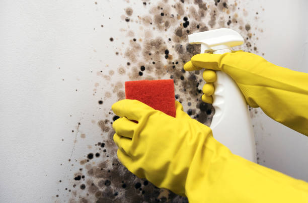 Best Mold Inspection  in Carrboro, NC