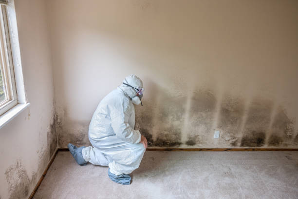 Best Office Mold Removal Services  in Carrboro, NC