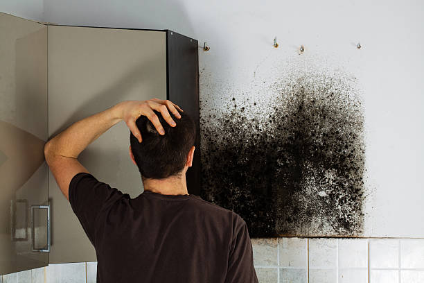 Best Best Mold Removal Companies  in Carrboro, NC
