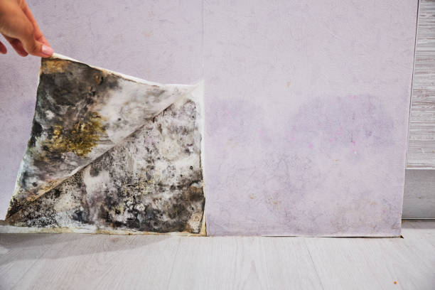 Best Black Mold Removal  in Carrboro, NC